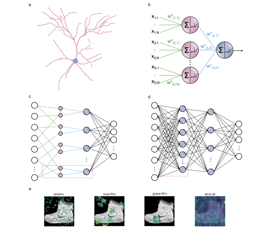dendritic-neural-networks:-a-step-closer-to-brain-like-ai