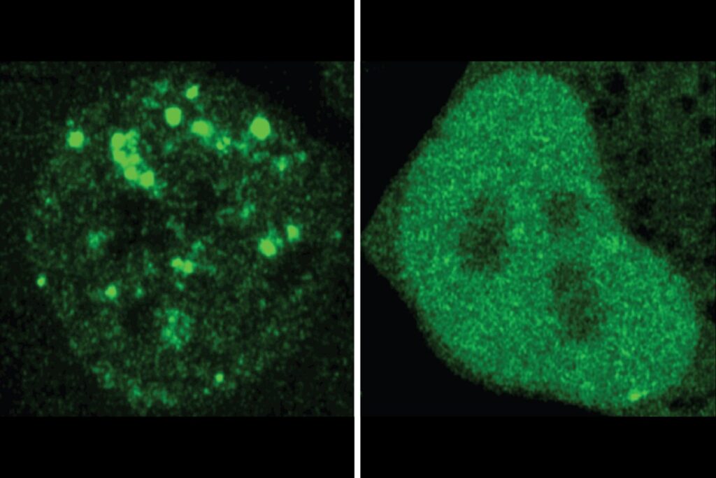 ai-model-deciphers-the-code-in-proteins-that-tells-them-where-to-go