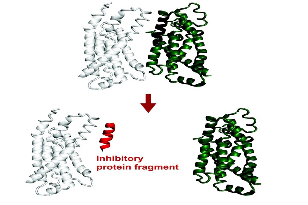 ai-system-predicts-protein-fragments-that-can-bind-to-or-inhibit-a-target
