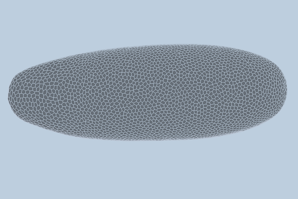 deep-learning-model-predicts-how-fruit-flies-form,-cell-by-cell