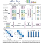 stanford-researchers-build-sleepfm-clinical:-a-multimodal-sleep-foundation-ai-model-for-130+-disease-prediction