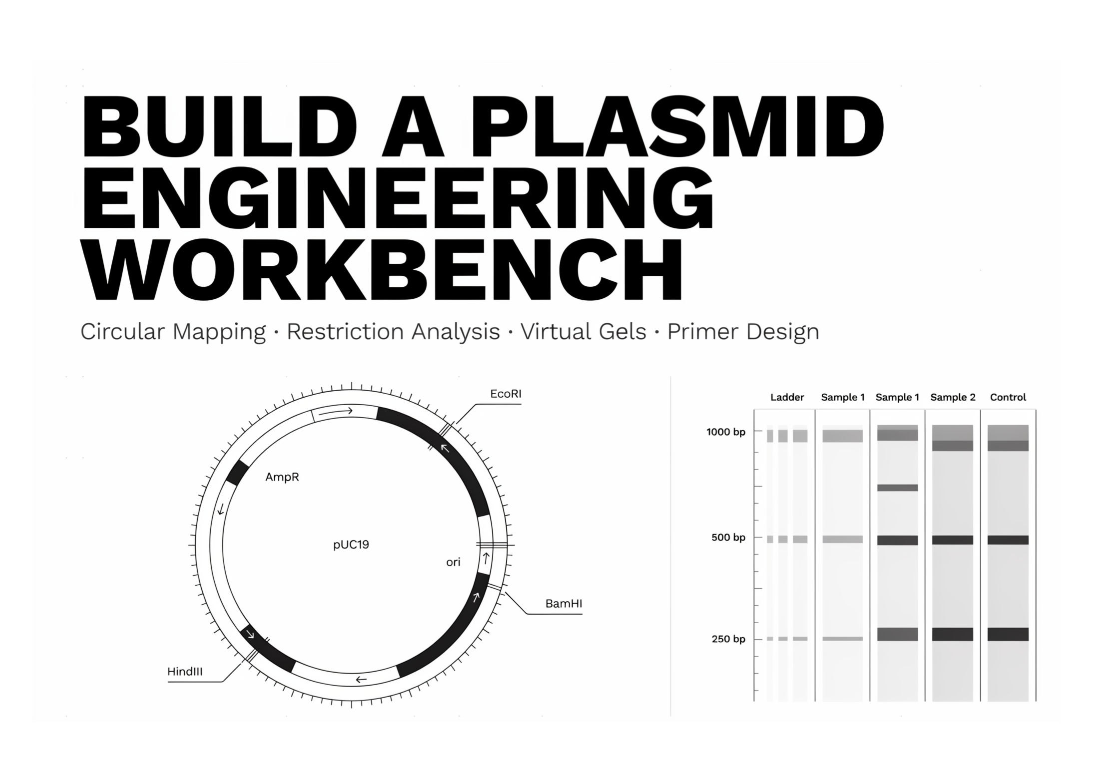 how-to-build-plasmid-engineering-workbench-with-circular-mapping,-restriction-analysis,-virtual-gels,-and-primer-design