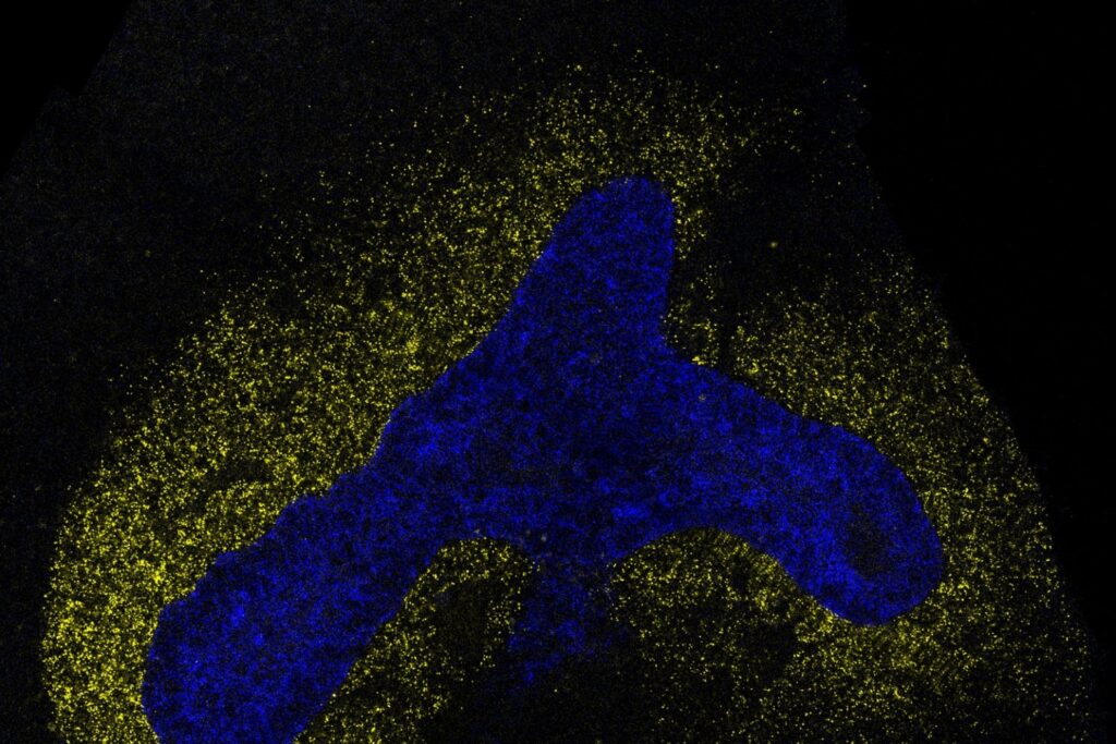 ai-model-decodes-the-language-cells-use-to-communicate