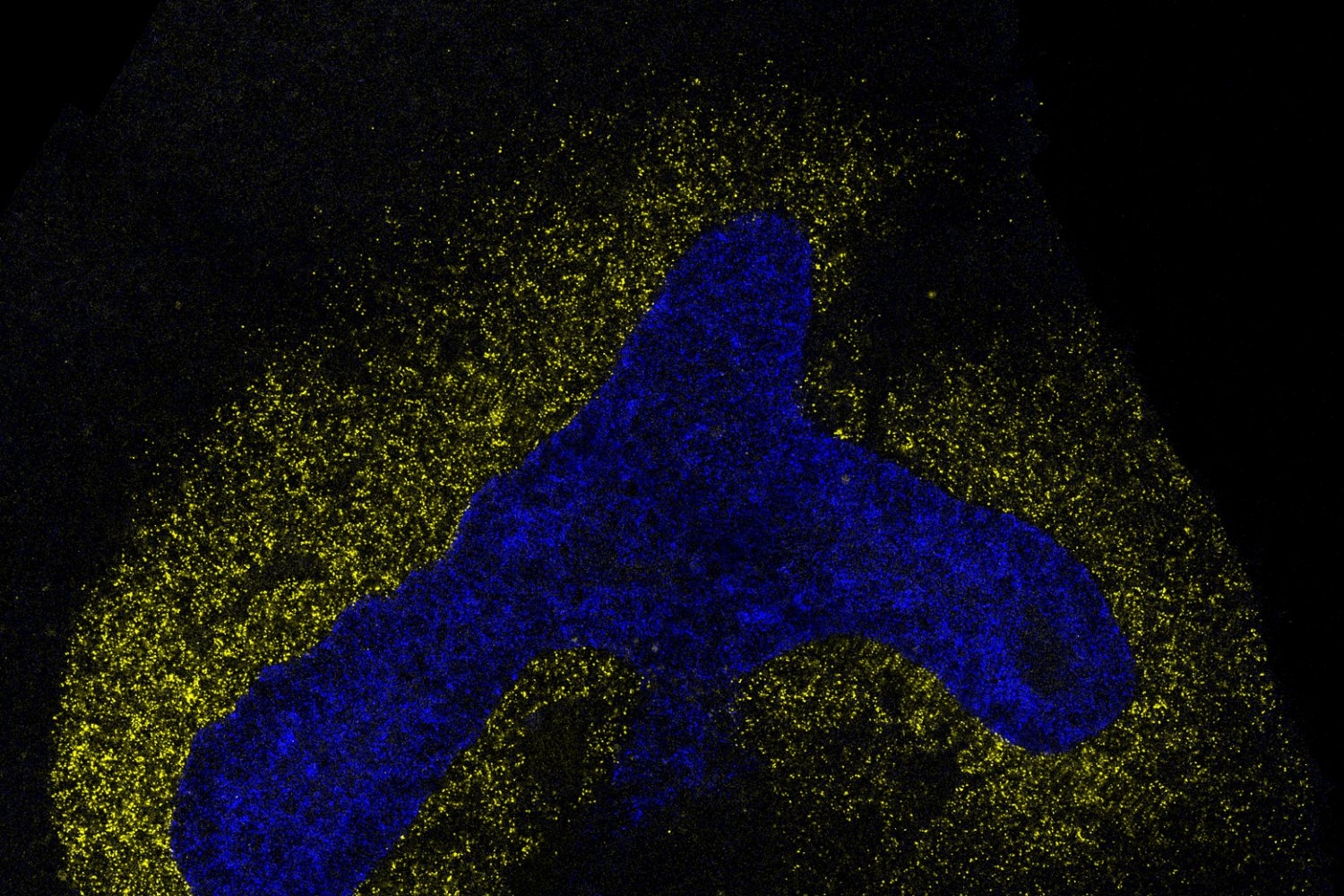 ai-model-decodes-the-language-cells-use-to-communicate